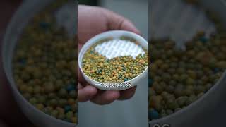 10歲老铁烏托邦，樓頂開成大花牆  #garden