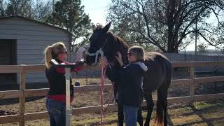 Horse saved from slaughter suits up to have teeth floated