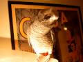 Loki the African Grey Parrot and New Order