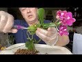 ТОПАЗИМ КОРНИ ОРХИДЕЙ и готовим к пересадке орхидеи в стекло и закрытую систему