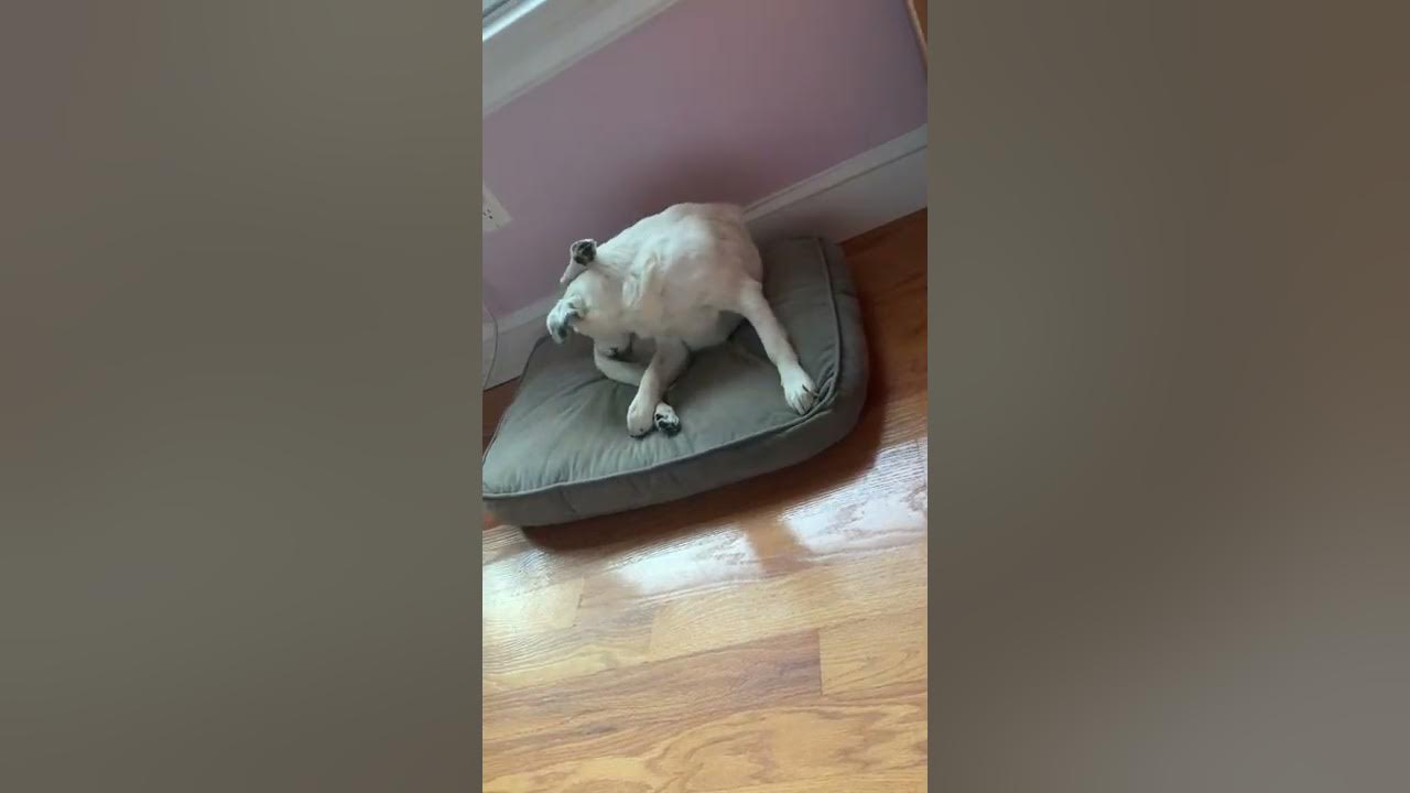 Dog lick herself Nov 2022 YouTube