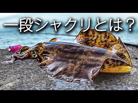 スレたアオリイカを呼び寄せる一段シャクリがすごすぎる【エギング】