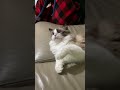 Slowmo tiger cat 😻