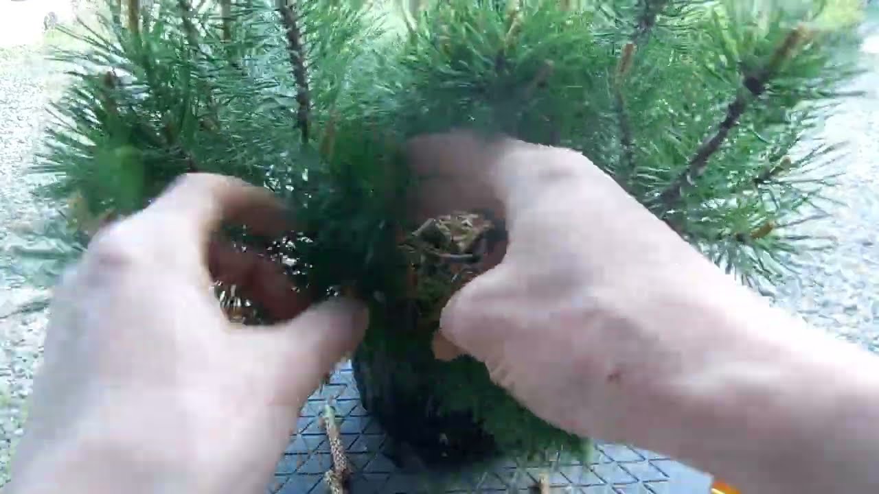 ムゴ松 pinus mugo - YouTube