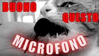 Gatto cerca di mangiarsi un microfono