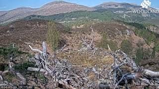 Woodland visitors to Loch Arkaig Osprey Nest One A Tree Pipit a Coal Tit and a Wren 3 May 2024
