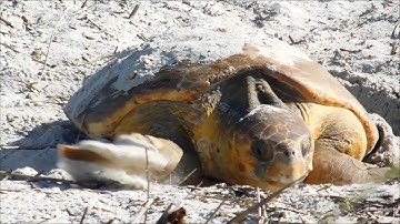 Loggerhead Nesting at Fort Clinch