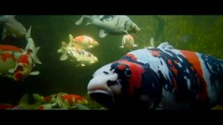 Koi Blog Hb Faszination Koi