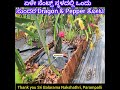 Small Site ನಲ್ಲಿ ಒಂದು Beautiful Dragon & Pepper ತೋಟ Mr Nakshathri, a Dairy Farmer grown this Garden