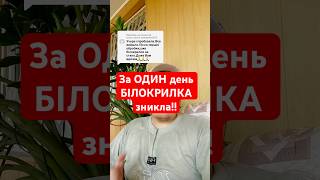 За ОДИН день БІЛОКРИЛКА зникла‼️#блог #капуста #врожай #відповідь #поради