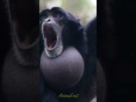 Vídeo: Macaco Uivador: descrição dos primatas e o significado de seus gritos