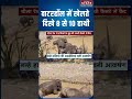 वाटरहॉल में मस्ती करते दिखे 8-10 हाथी, खूबसूरत नज़ारा कैमरे में कैद #newstateupuk #ytshorts