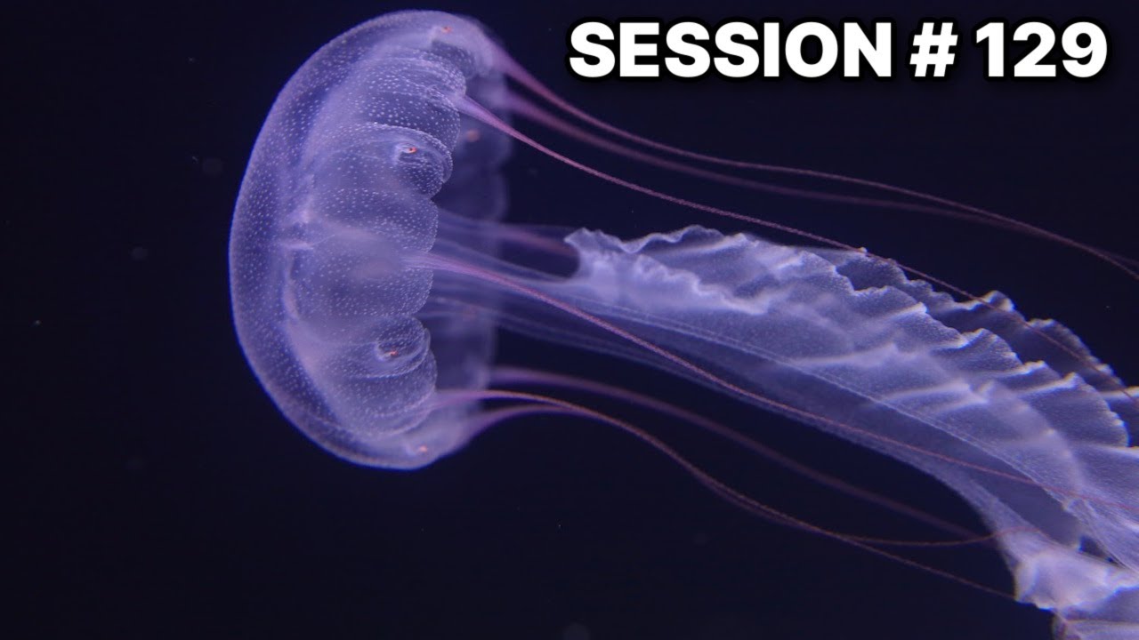 Intro To Jellyfish Care & Secret Jelly Lab With Travis Brandwood | 