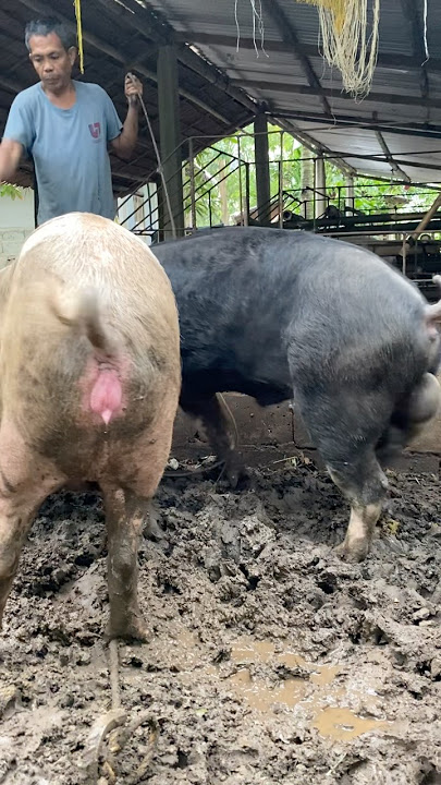#baboyan #pigindustry #pighusbandry #pigbreeding #piggery #pig #pigs #breedingprogress #hampshire