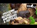 Providing Refuge for Amphibians & Reptiles