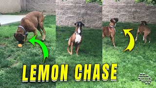 Playful Dogs Chasing Lemons in a Tree