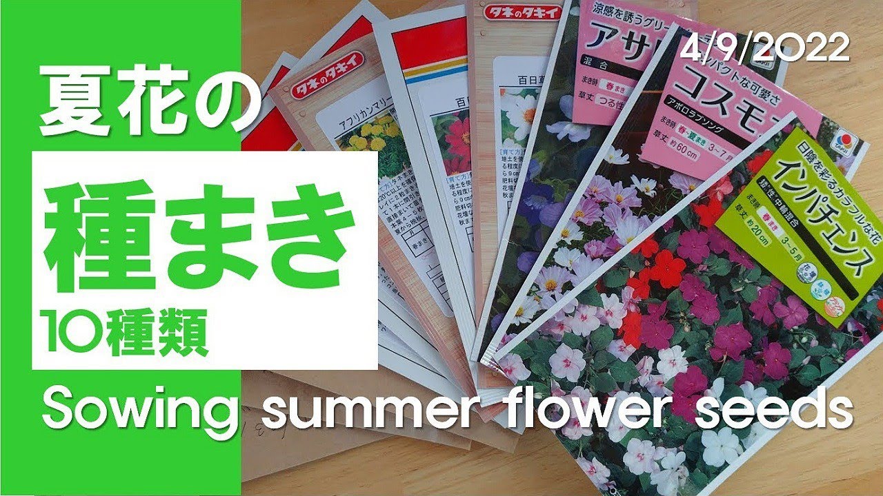 夏花の種まき 色んな種を見てみよう Sowing Summer Flower Seeds Youtube