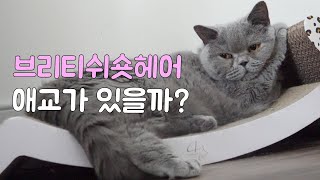 브리티쉬숏헤어(British Shorthair)  고양이 애교가 있을까?