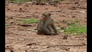 The Obey Monkey Walked With Joey Monkey Everyday From Morning Till nigh ,Daily Monkey Obey