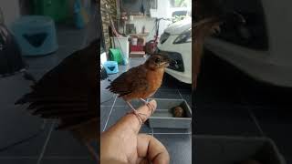 Download Lagu anakan pelanduk topi hitam jantan MP3