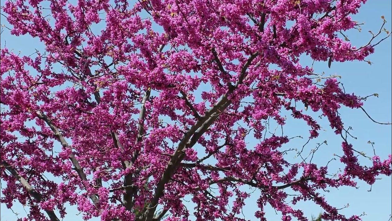 The Redbud Tree YouTube