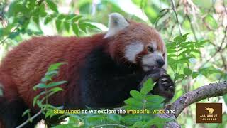 The Red Panda Chronicles