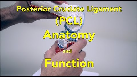 Posterior Cruciate Ligament (PCL) - Anatomy and Function