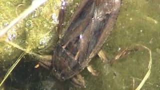 Giant Water Bug (Belostomatidae: Lethocerus)