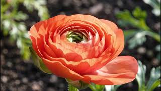 Ranunculus Bud Opening to Full Bloom | Macro Time Lapse