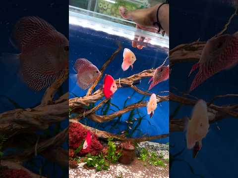 Algae 🥴🧼🧽 #telugu #aquarium #trending #fishtank #viral #algae #cleaning #flowerhorn #discusfish