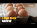 Harga Telur Anjlok, Pemerintah Minta MBG Serap Produksi Peternak Lokal