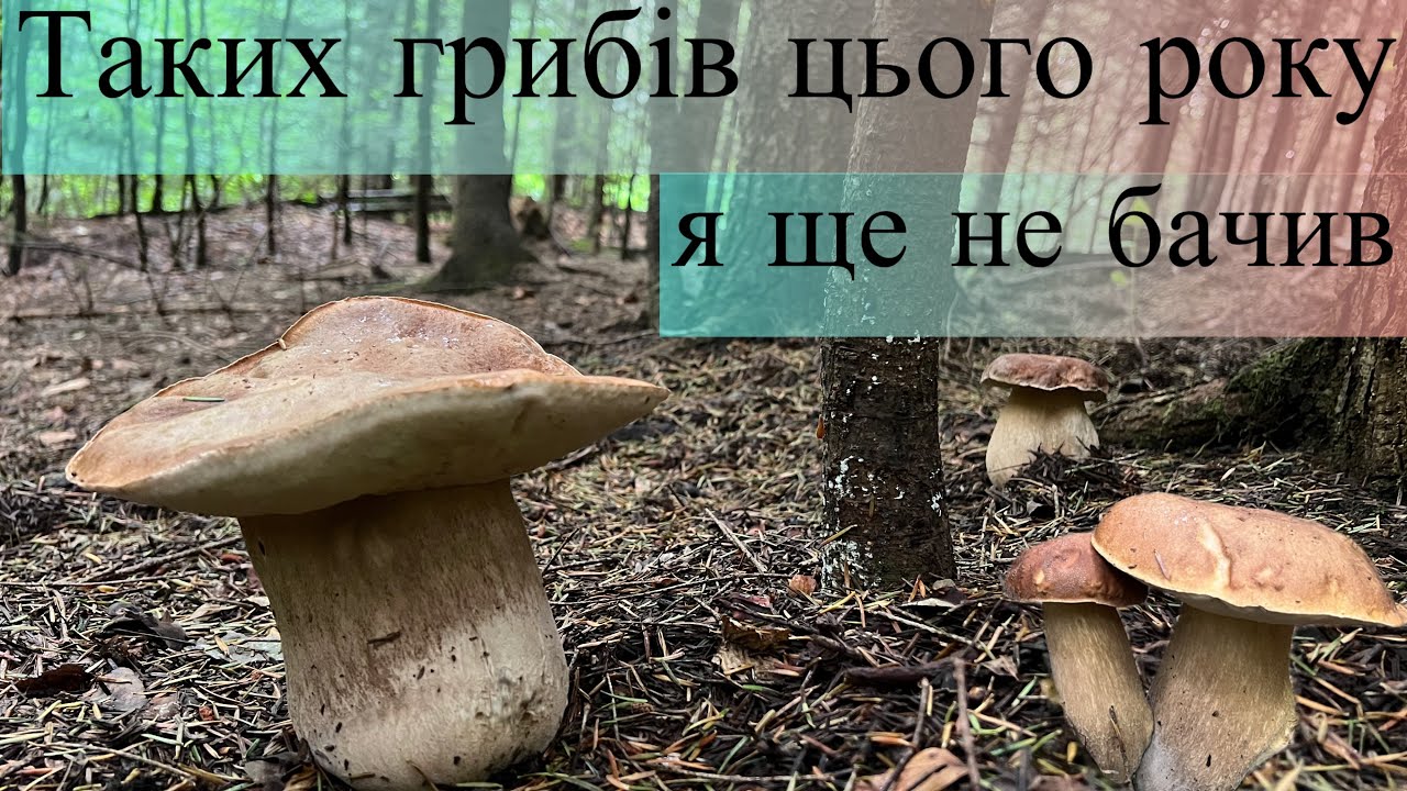 Таких грибів цього року я ще не бачив. Збір білих грибів у Карпатах