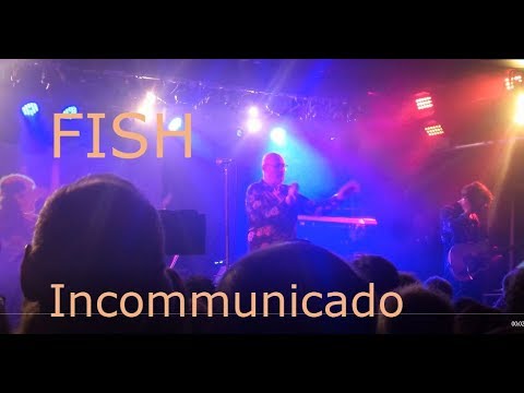 FISH - live