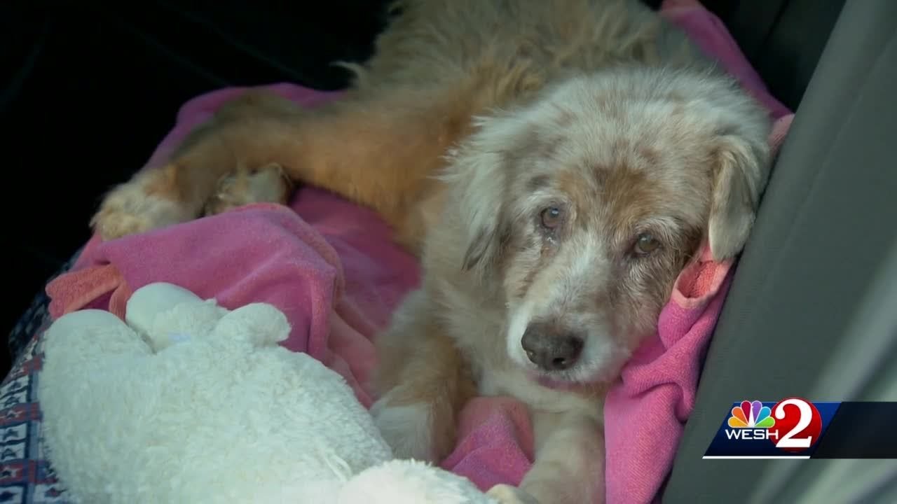 Man reunites with lost dog 7 years later - YouTube
