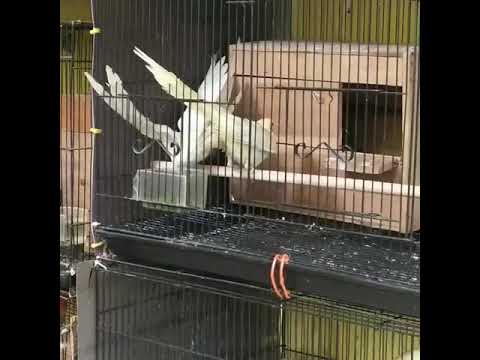 Burung Falk Lutino Lg Terciduk Wikik Wikkk Youtube