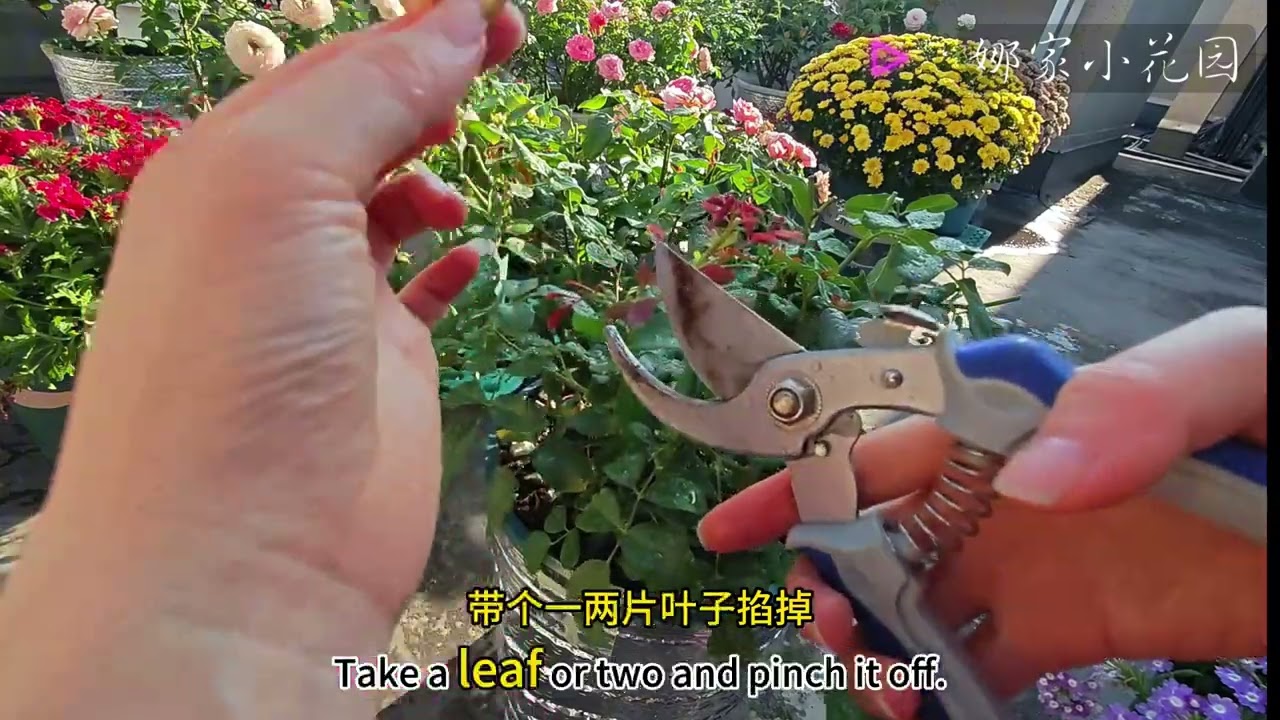 月季秋剪演示（一）：枝条乱长的月季该怎么秋剪？How to cut roses with randomly growing branches in autumn?