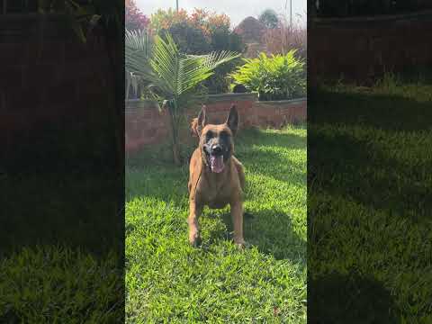 The most obedient dog ever