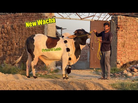 Haveli Main New Wacha Aa Gaya 😍 Price 5 Lakh / Zohaib Pendu / Suhaib Sabir Vlogs 