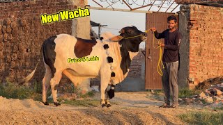 Haveli Main New Wacha Aa Gaya 😍 Price 5 Lakh / Zohaib Pendu / Suhaib Sabir Vlogs 