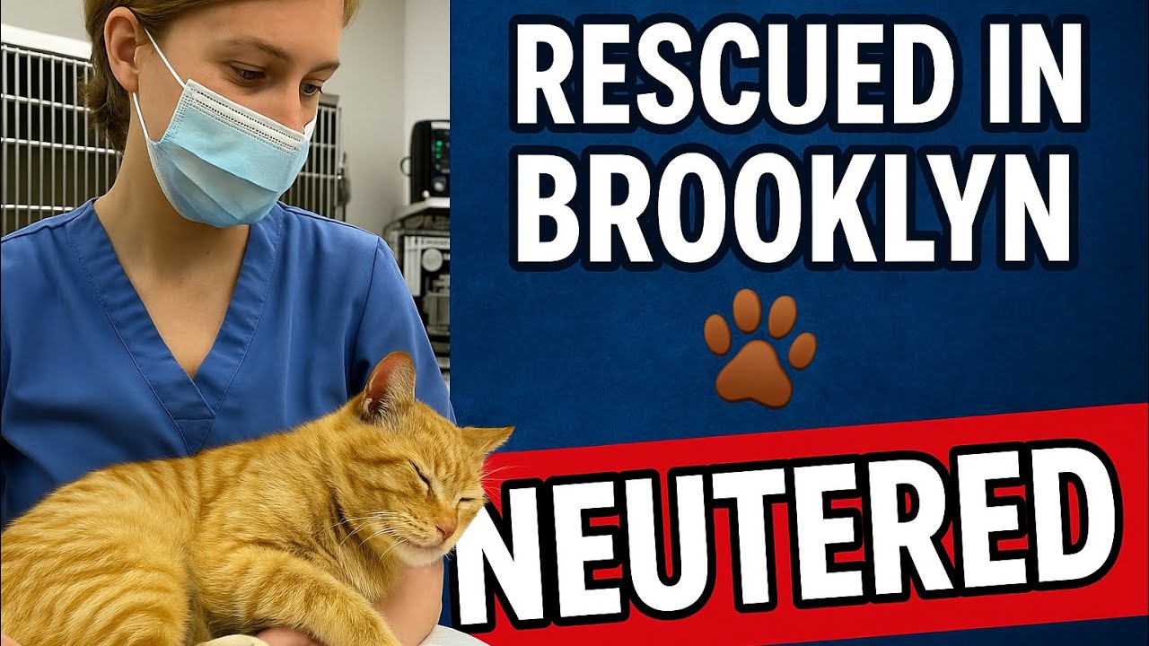 Stray cats / Animal hospital / Brooklyn / Rescuer / Cat YouTube