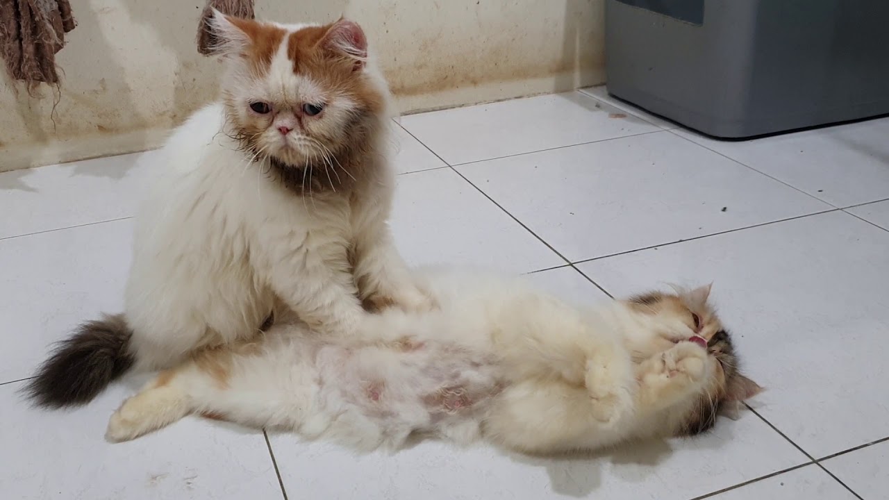 Persian Cat matting YouTube