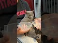 😂暴れる猫が急におとなしい！？話題の透明ヘルメット試してみた #猫 #ペット用品