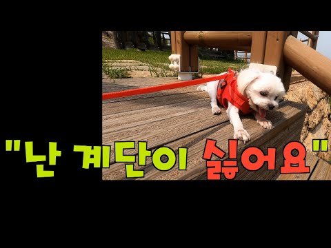 [말티즈] 318탄.강아지와 함께한 <strong>바다여행</strong>