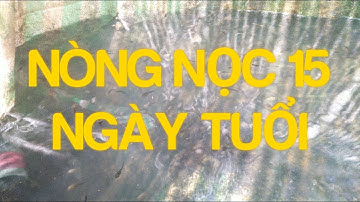 Cách nuôi Nòng Nọc | Nòng nọc 15 ngày tuổi, Dược liệu xử lí nước