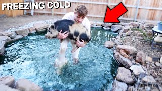 Saving My Pig From Drowning In Freezing Temps