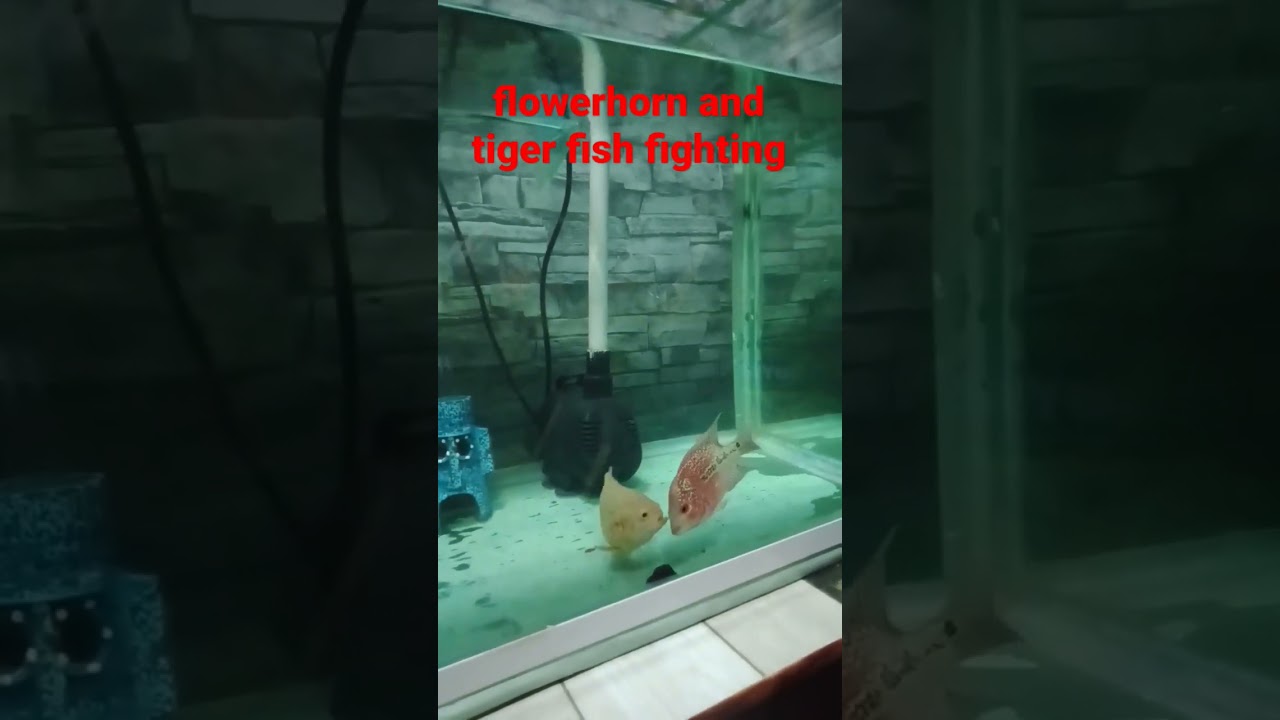 tankmates tiger oscar vs. flowerhorn 