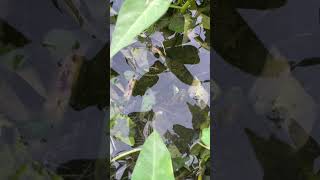 Phát hiện ổ cá lóc
