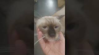 皮蛋爱撒娇 #kitten #cat #貓眼觀察室 #貓跳台 #喵哥是萌新 #貓咪日常 #pets #cutecat #cute