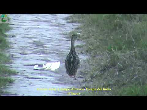 Aves de Pampa