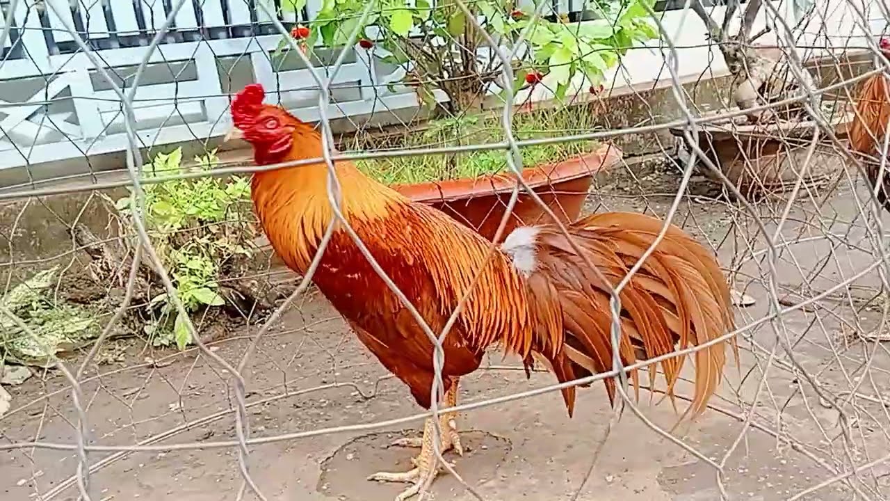 Tốp gà,28/2/đt,09177_34507@